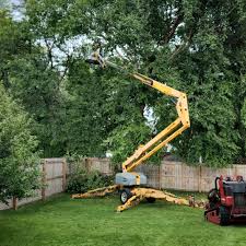 Tree and Shrub Care in Carteret, NJ